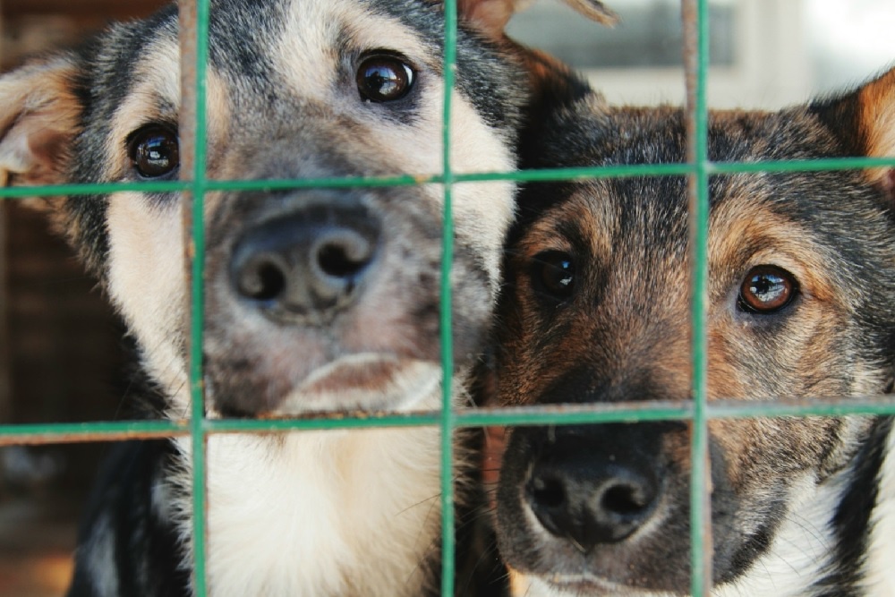 В приюте "Ржевка" - около 350 питомцев, и без помощи человека им не выжить
