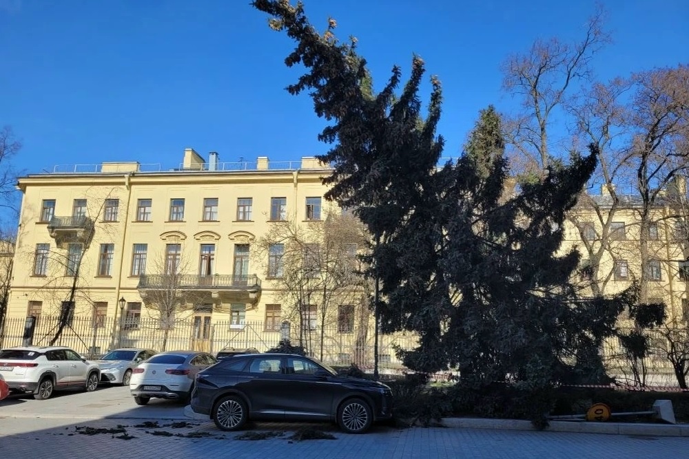 Ель, накренившаяся в результате непогоды в Петербурге Ель, накренившаяся в результате непогоды в Петербурге