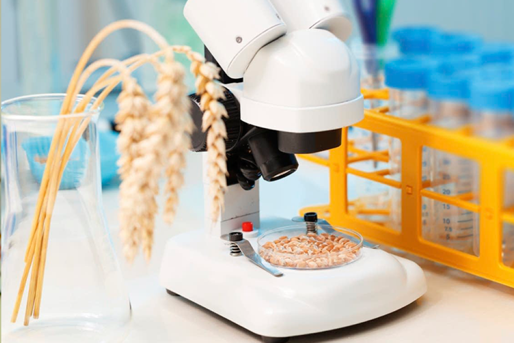 В Астраханской области пшеницу оценят по таким показателям, как цвет, запах, влажность, загрязненность вредителями В Астраханской области пшеницу оценят по таким показателям, как цвет, запах, влажность, загрязненность вредителями