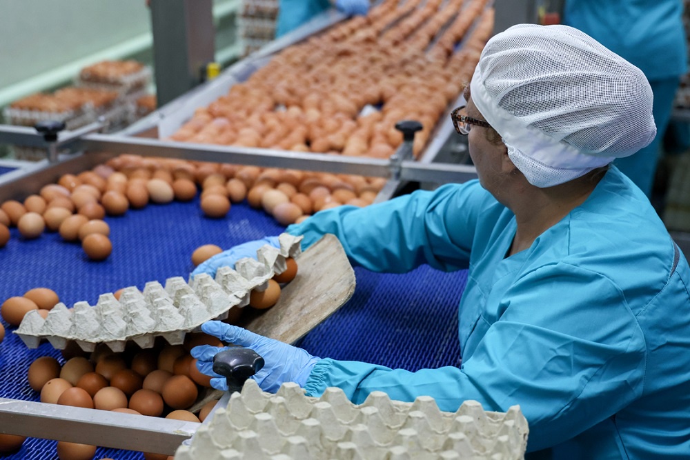 Минсельхоз РФ неоднократно подтверждал, что внутренний рынок обеспечен яйцом с избытком.