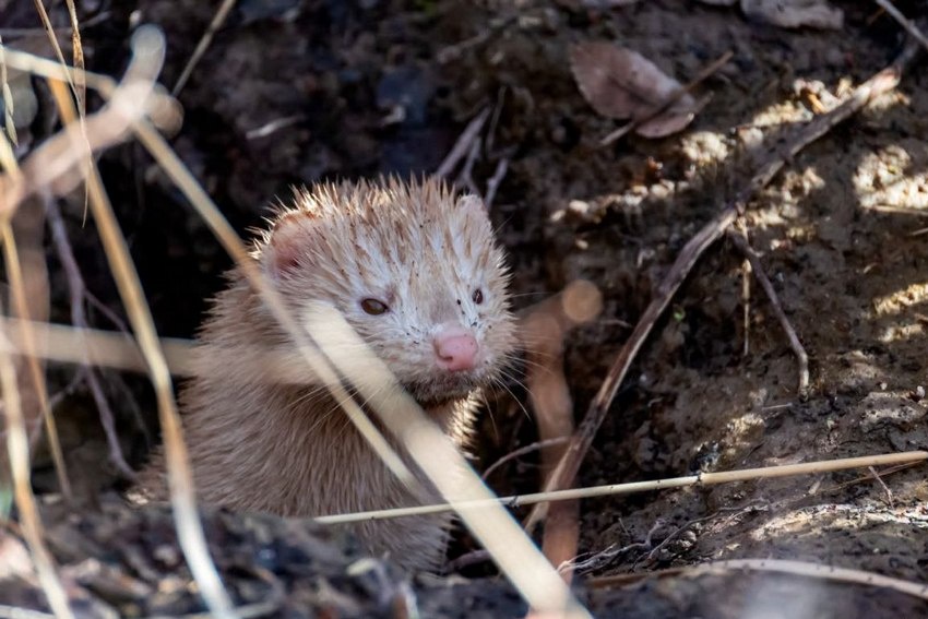 Американская хищница наносит вред несравнимо меньший, чем браконьеры.