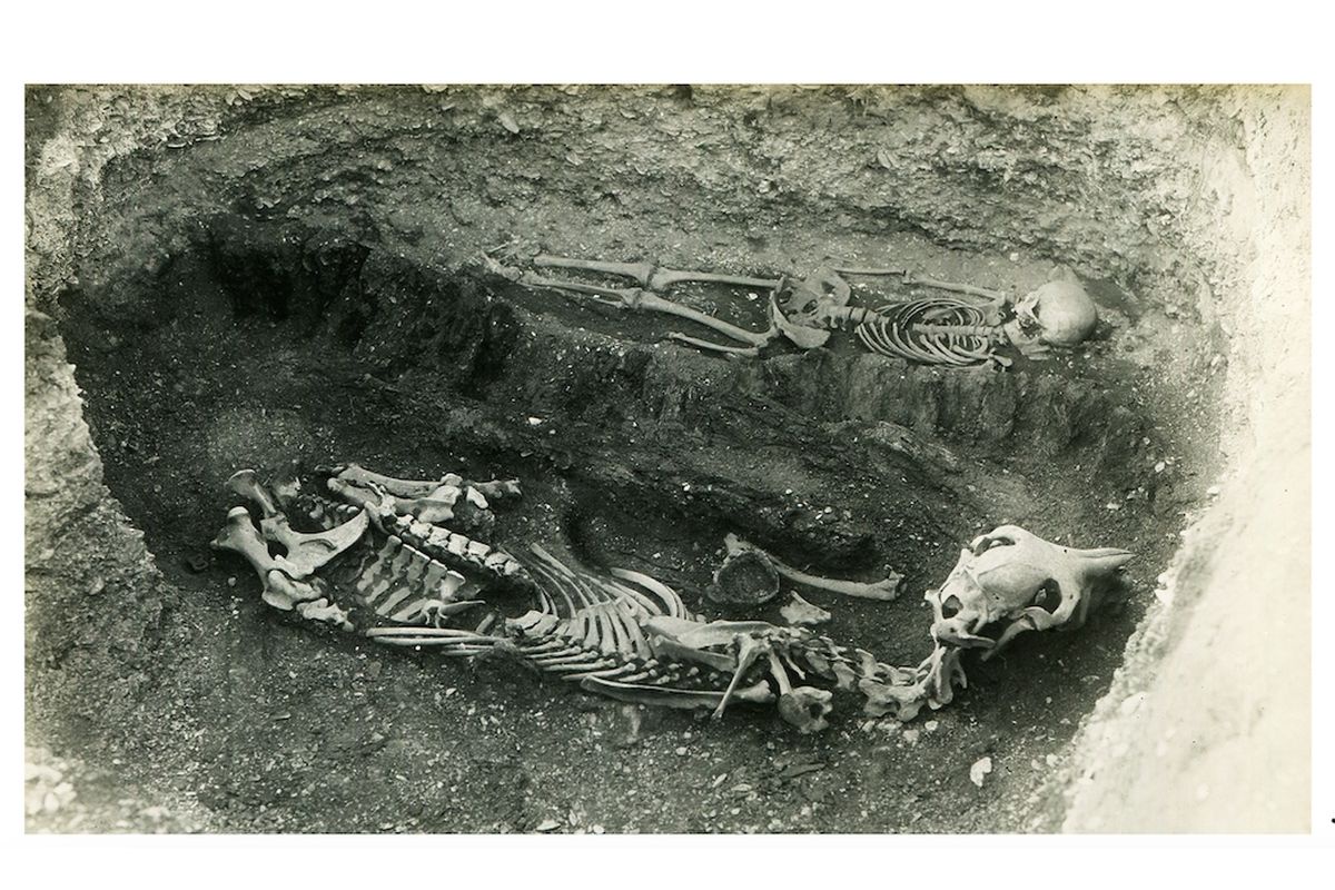 В могиле находились останки женщины, у которой не было большей части зубов верхней челюсти - их нашли в разных частях ямы. Было и захоронение лошади.