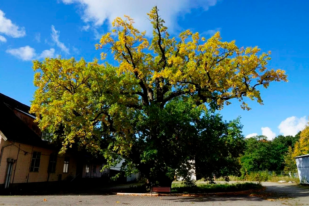 Ствол древнего дуба могут обхватить, взявшись за руки, не менее девяти человек.