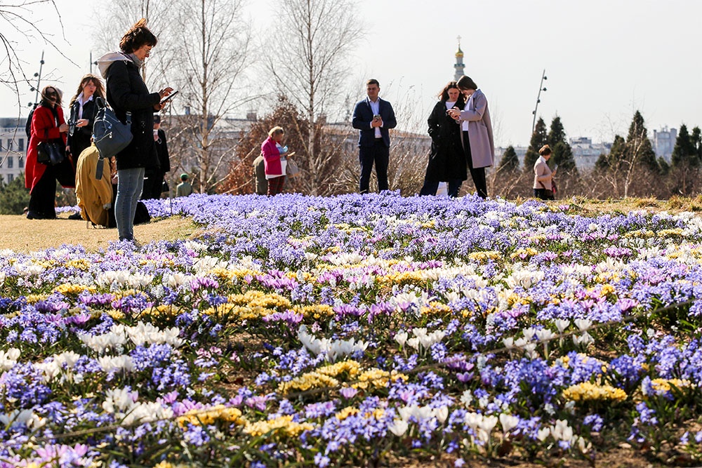 В парк "Зарядье" многие москвичи приезжают любоваться подснежниками, крокусами и другими весенними цветами.