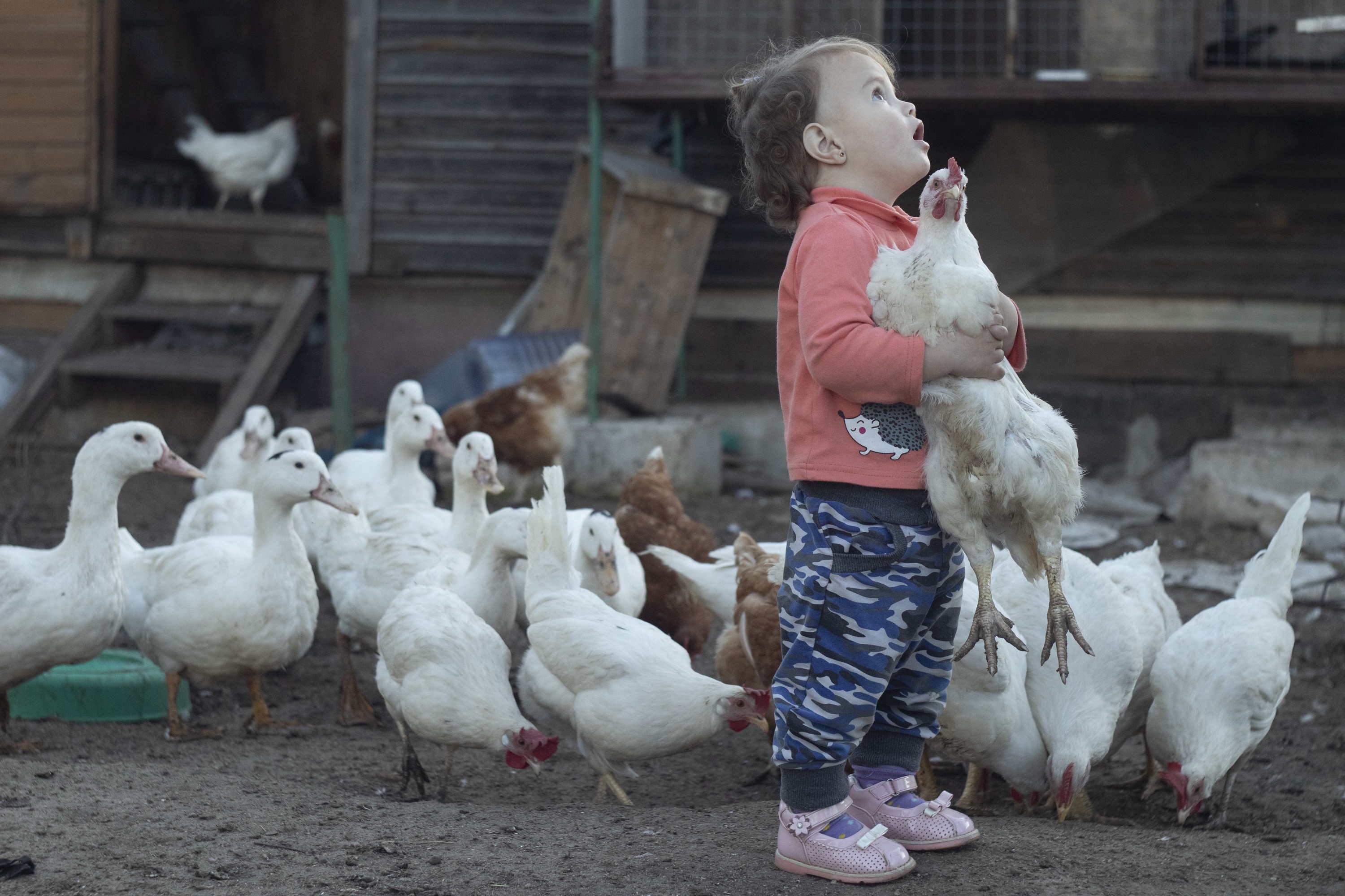 Чтобы не лишить ребенка счастья, заводите кур только там, где положено.