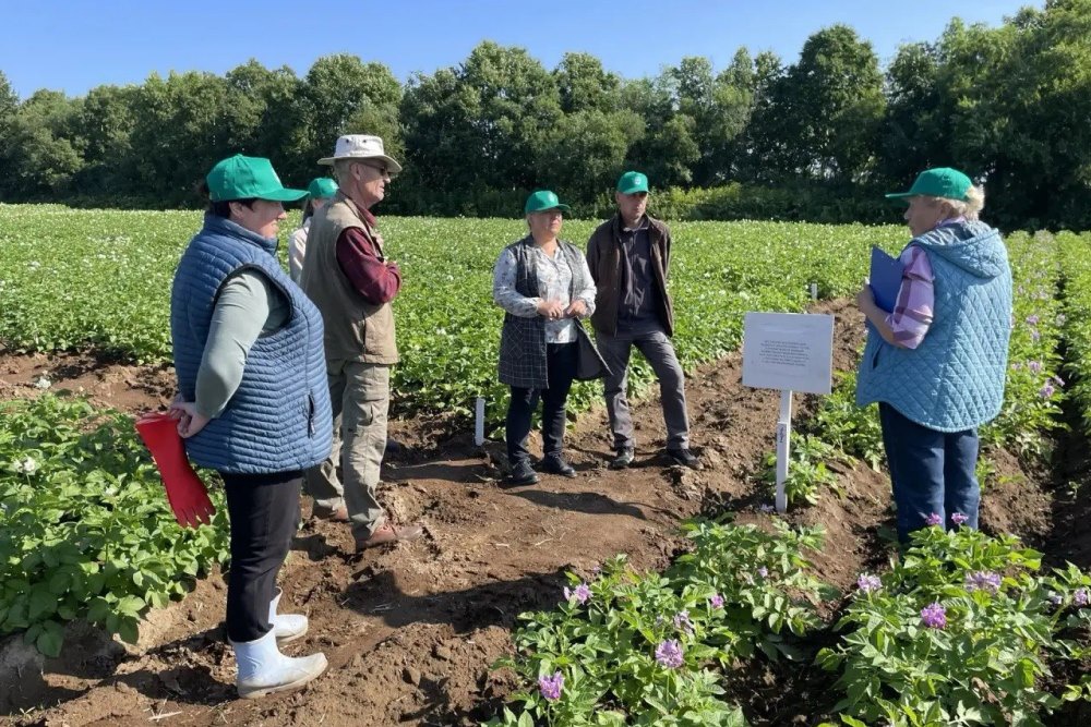 Перед специалистами стоит задача выяснить, как селекционные формы ведут себя в условиях камчатского климата