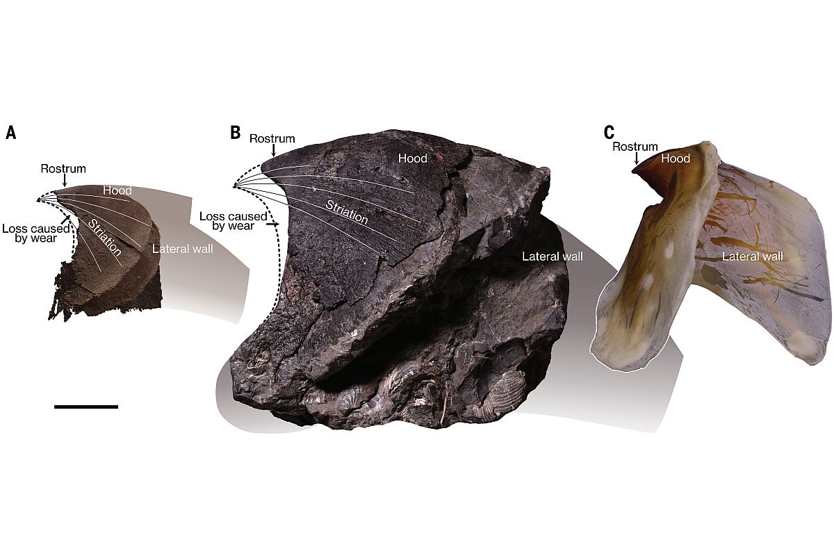  Огромные нижние челюсти ископаемых осьминогов (А, В) и ныне живущего гигантского кальмара (С).