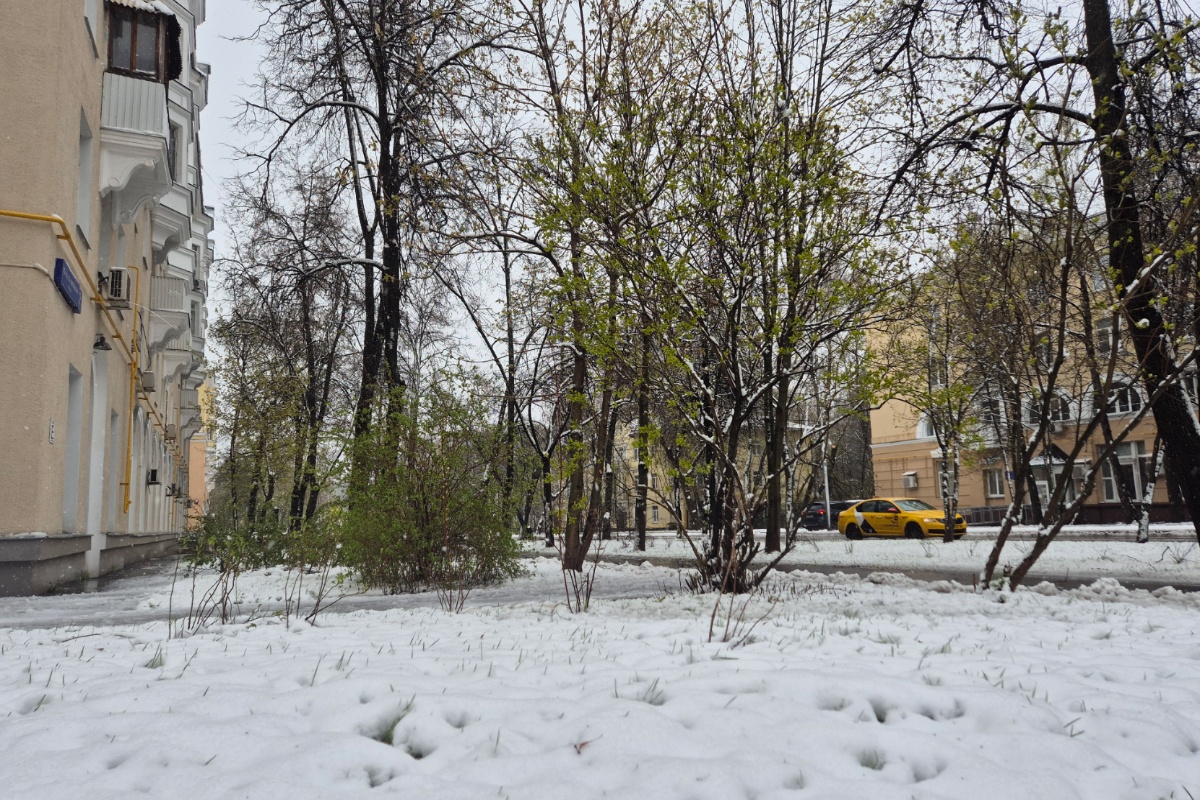 Снежный покров и свежая листва в Москве.