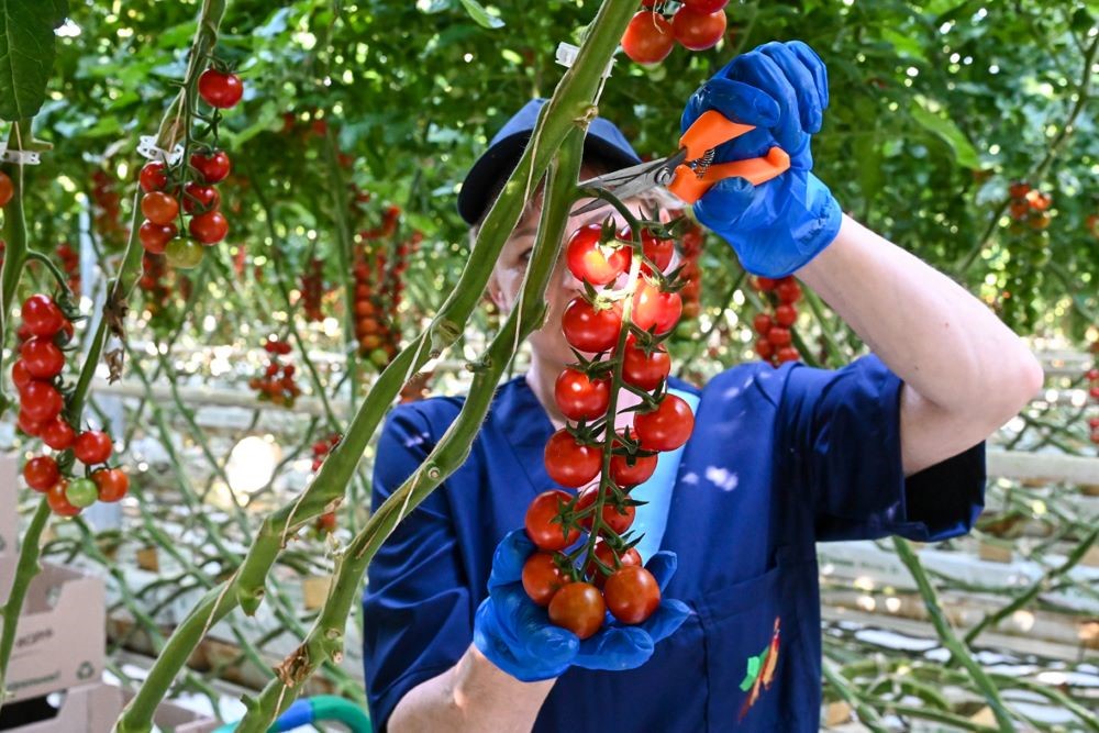 Для признания продукта органическим нужно соответствовать жестким условиям.