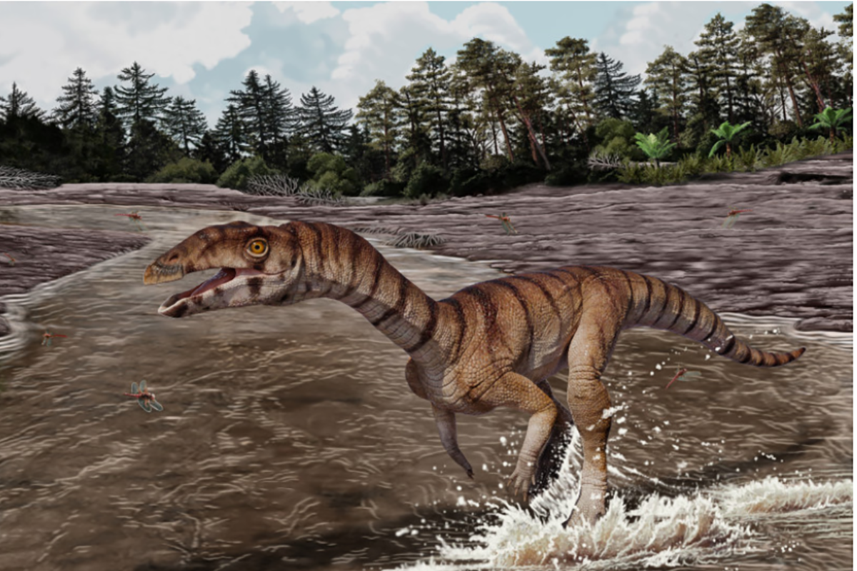 Реконструкция Labrujasuchus expectatus, нового вида Shuvosauridae из позднетриасовых пород Ghost Ranch, Нью-Мексико.