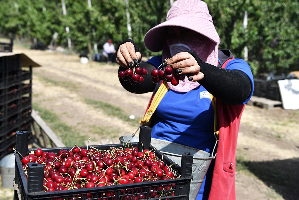 Россия производит сравнительно небольшие объемы черешни, в основном личными подсобными хозяйствами.