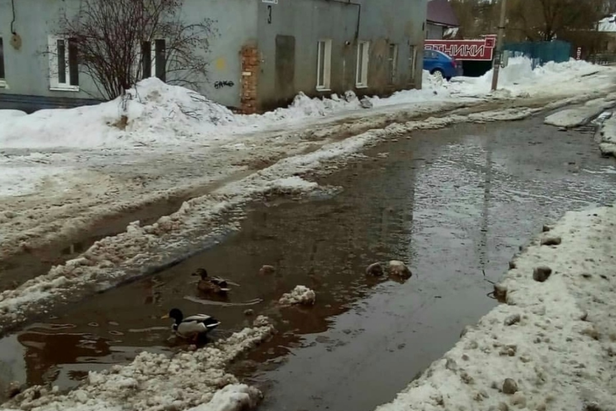 Утки в луже в Вязьме чувствуют себя, как рыба в воде.