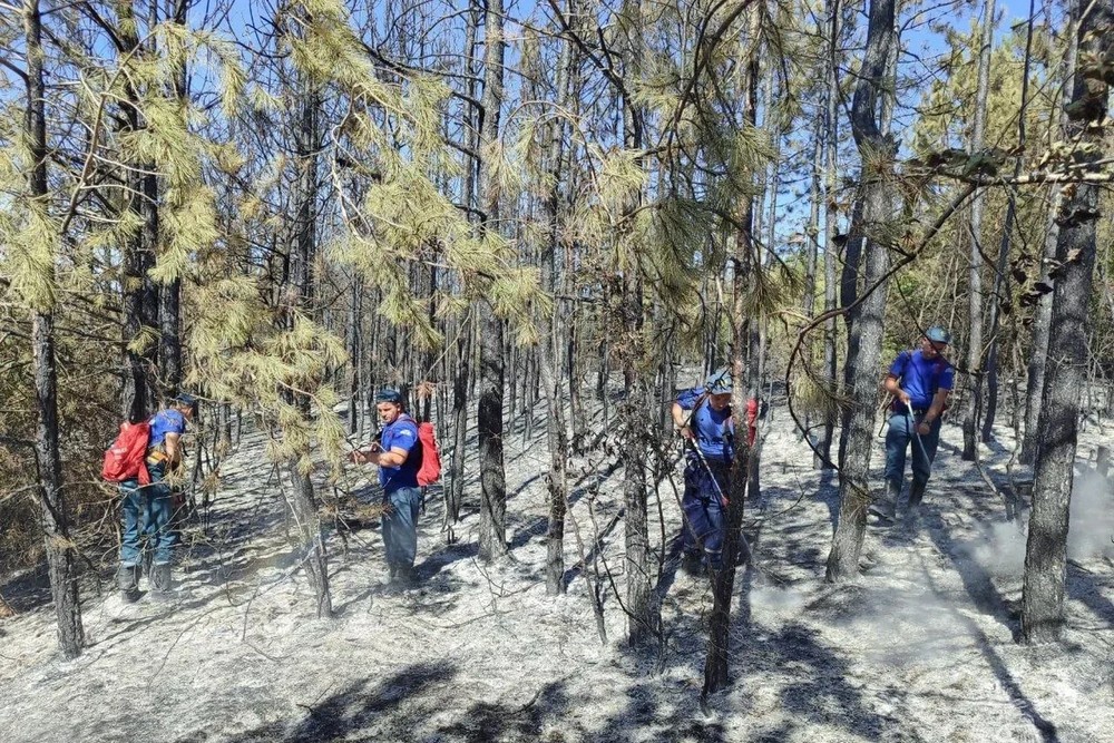 В окрестностях Ялты загорелась лесная подстилка. 