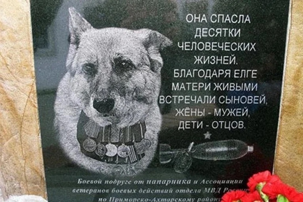 Необычный памятник собаке, спасшей десятки людей, появился в кубанском городе Приморско-Ахтарске.