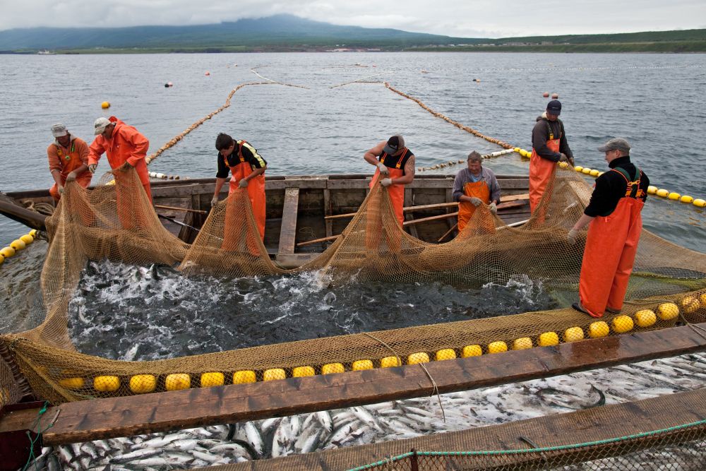 Промысел идет в Охотском море, у берегов Камчатки, Сахалина и Курил, улов перерабатывается на береговых предприятиях