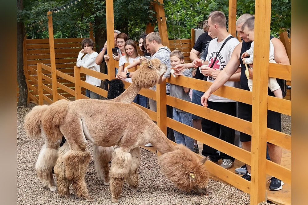 Жители Донецка полюбили "альпакотерапию": когда гладишь этих милых животных, все заботы и тревоги отступают.
