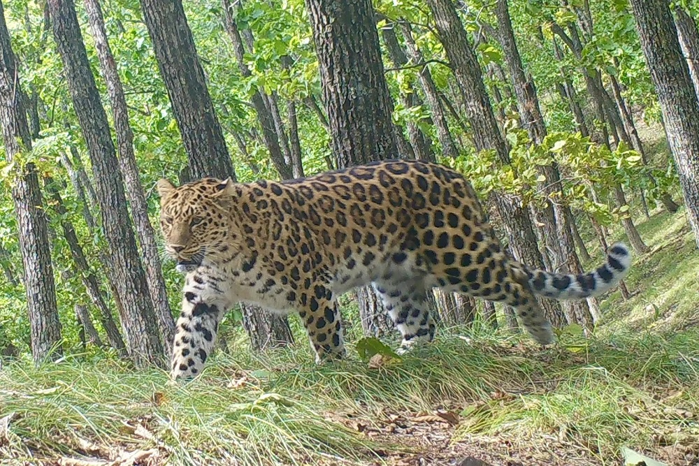Кошка Памела гуляет на территориях двух стран