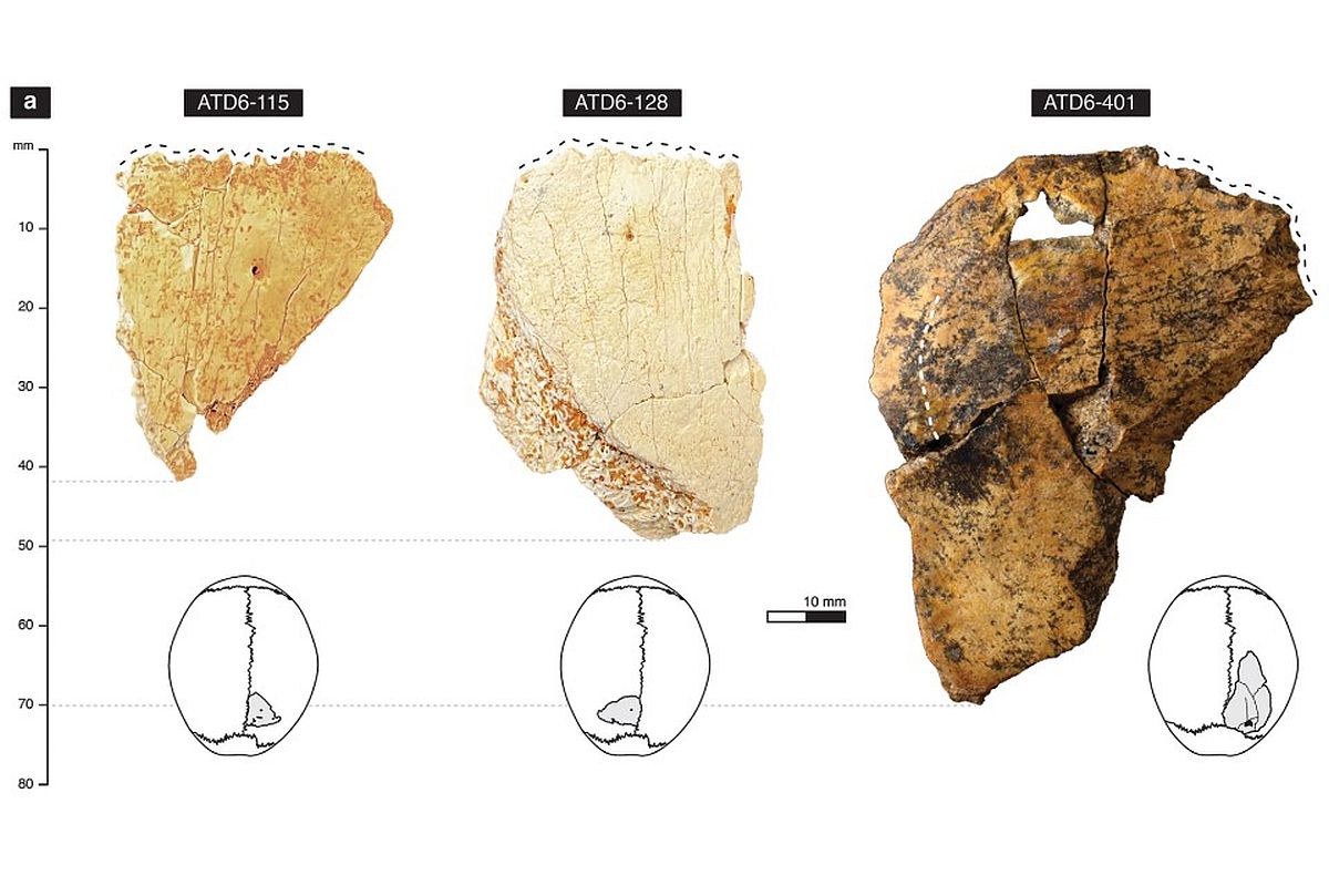 Фрагменты теменных костей черепа Homo antecessor, обнаруженных в горах Сьерра-де-Атапуэрка Фрагменты теменных костей черепа Homo antecessor, обнаруженных в горах Сьерра-де-Атапуэрка