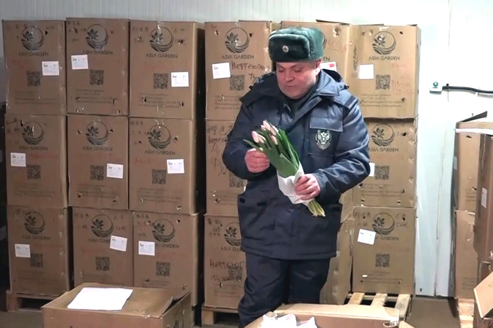 В списке завезенных вредителей - западный цветочный трипс, поражающий более 250 видов растений В списке завезенных вредителей - западный цветочный трипс, поражающий более 250 видов растений