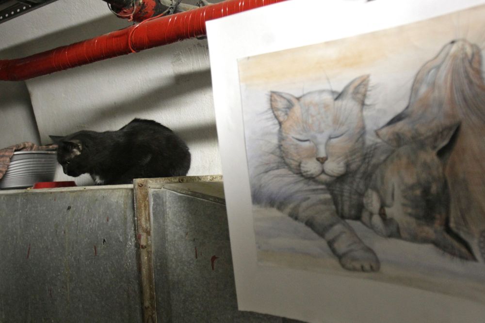 Коты живут в подвалах Эрмитажа с середины XVIII века. Коты живут в подвалах Эрмитажа с середины XVIII века.