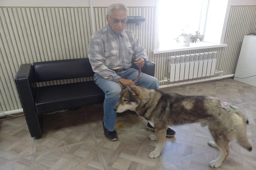 Собаку, спасшую хозяина от медведя, тоже пришлось спасать.