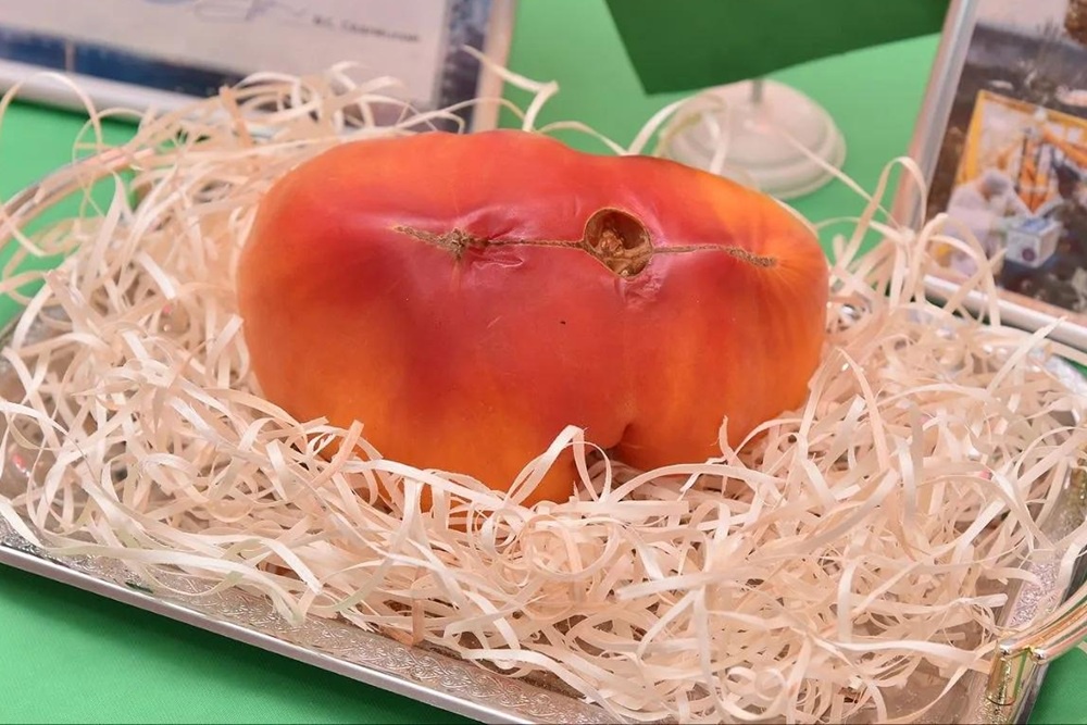 В городе Ивье оценили вкус томатов, выращенных из "космических" семян