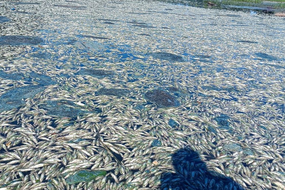 Вся вода в Волковском ручье под Рыбинском покрыта мертвой рыбой. Вся вода в Волковском ручье под Рыбинском покрыта мертвой рыбой.