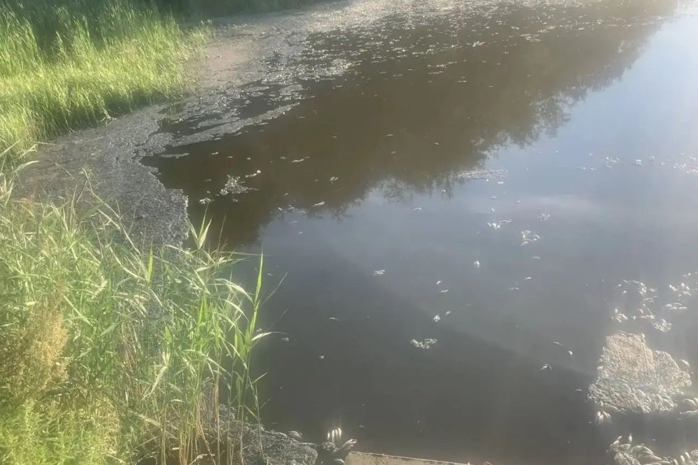 В месте обнаружения погибшей рыбы наблюдается скопление зеленых водорослей. В месте обнаружения погибшей рыбы наблюдается скопление зеленых водорослей.