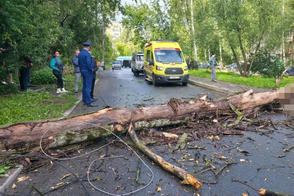 Упавшее в Ярославле дерево смертельно травмировало человека. Упавшее в Ярославле дерево смертельно травмировало человека.