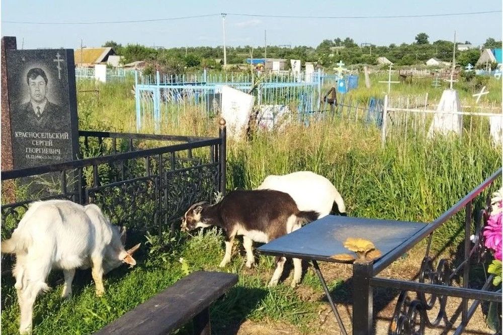 В поселке Бреды Челябинской области по итогам проверки Россельхознадзора вынесли предупреждение владелице коз, которые повадились пастись на старом кладбище. В поселке Бреды Челябинской области по итогам проверки Россельхознадзора вынесли предупреждение владелице коз, которые повадились пастись на старом кладбище.