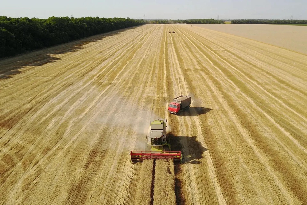 Больше всего региональные аграрии собрали озимой пшеницы - 9,5 млн тонн