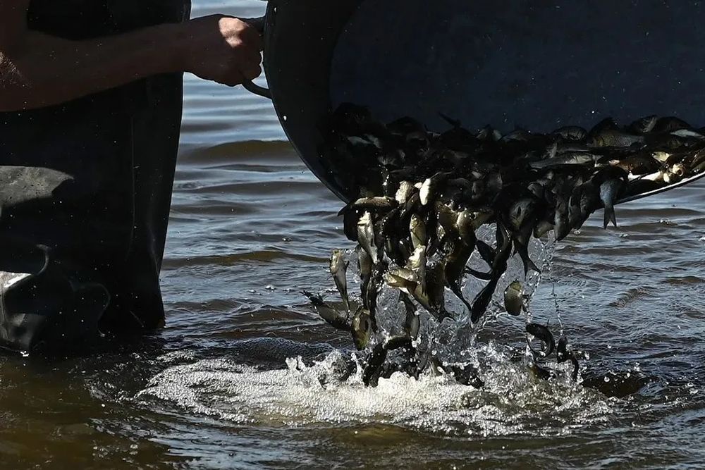 Мальков выпускали практически в ручном режиме: относили в водоем в больших оцинкованных ваннах. Мальков выпускали практически в ручном режиме: относили в водоем в больших оцинкованных ваннах.