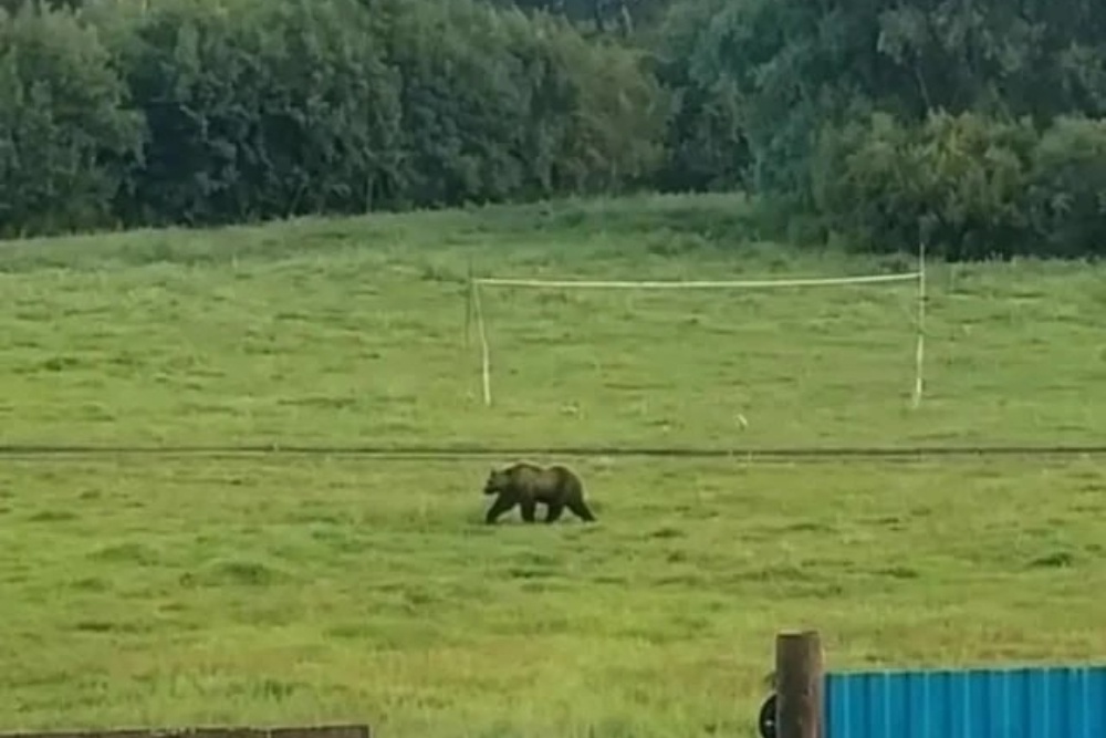 Медведь спокойно прогуливался по селу Медведь спокойно прогуливался по селу