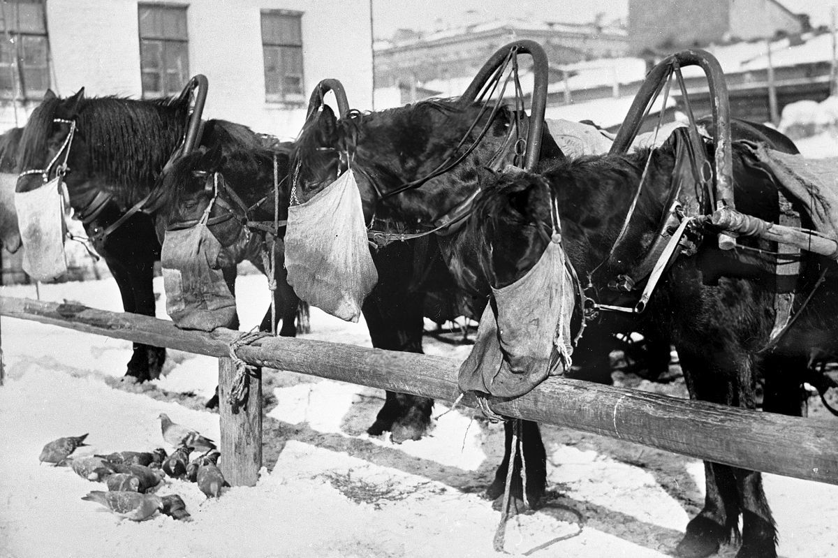 Стоянка лошадей. 1924 год.