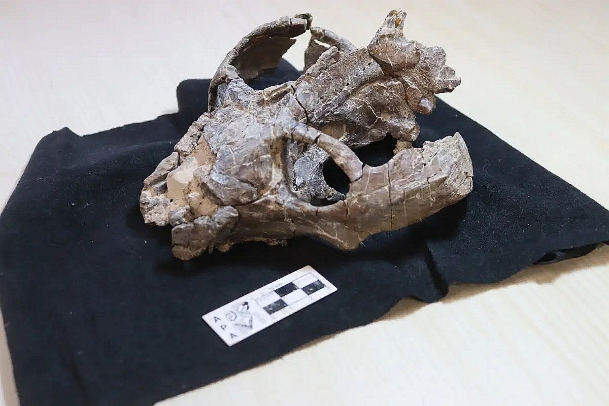 Останки, которые проанализировали палеонтологи, принадлежат Chiniquodon theotonicus - виду доисторических зверообразных рептилий‑цинодонтов.