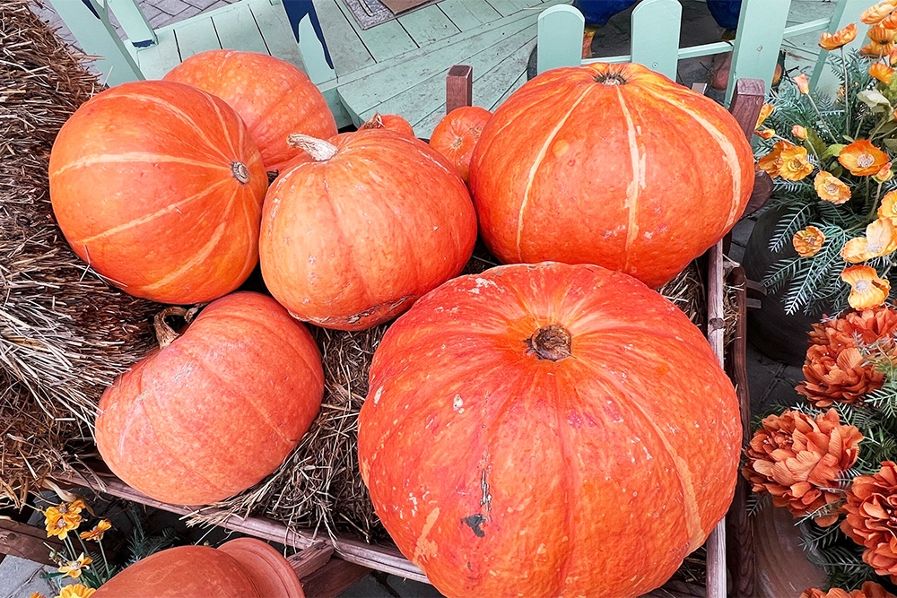 Тыква - универсальный и доступный продукт, который подходит для приготовления самых разных блюд: от завтрака до ужина. тыквы на полу