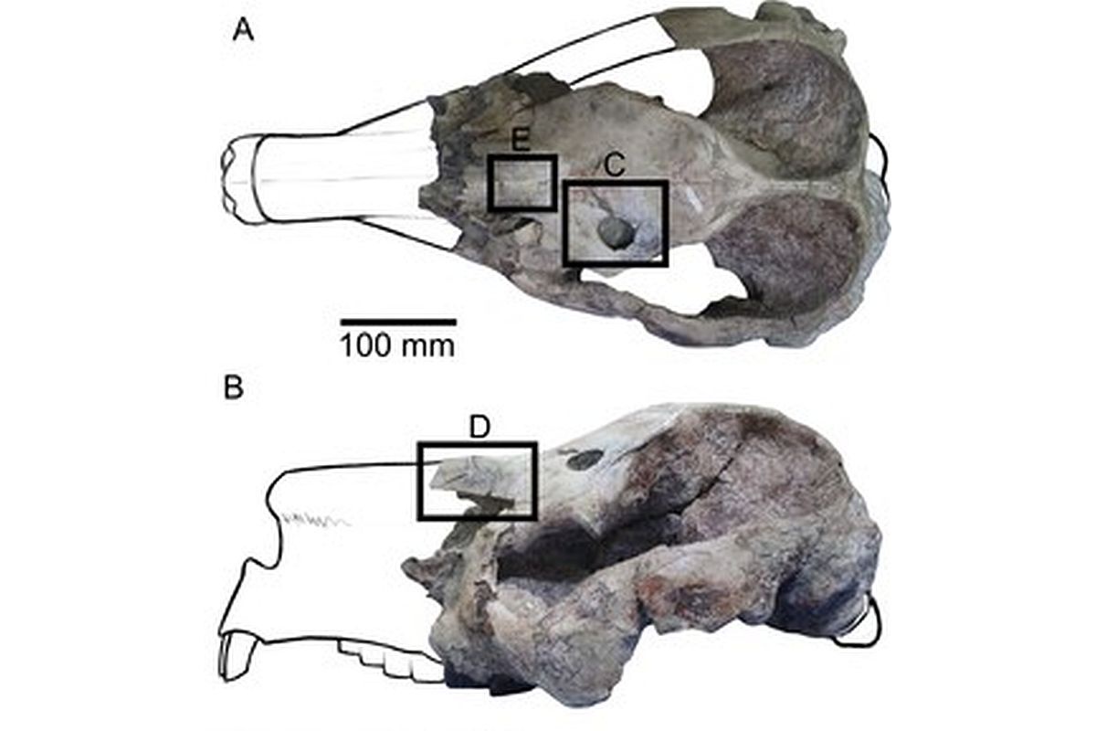 Череп Pericotoxodon platignathus. Места переломов обозначены черными рамками.
