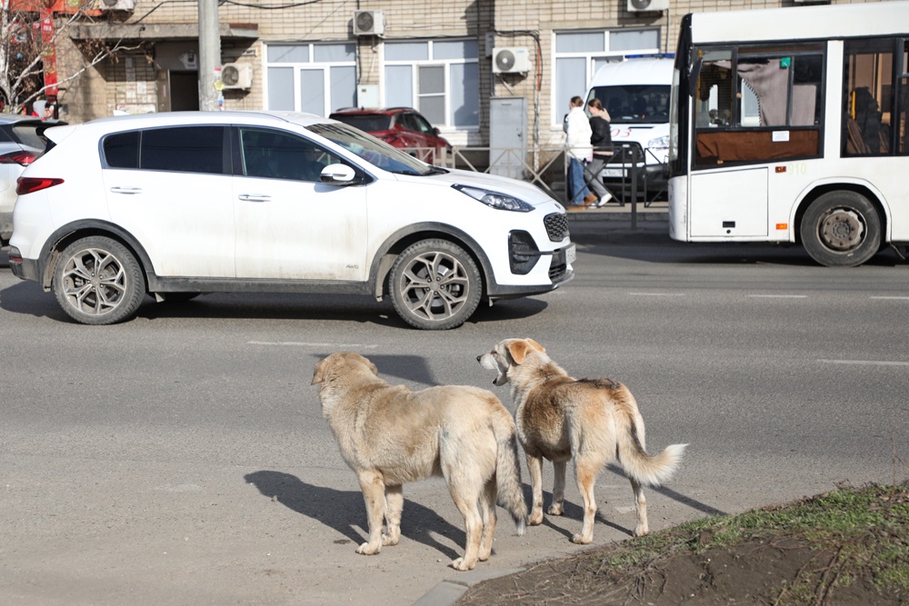 Владельцев животных в этот период призвали не отпускать своих питомцев на самовольных выгул.