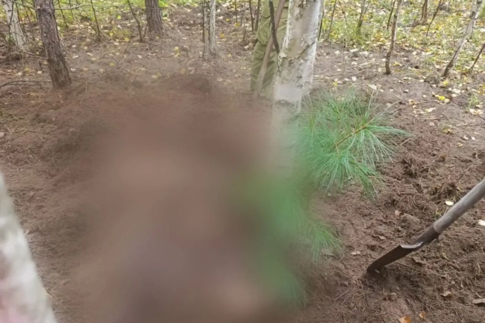 Лесной массив под поселком Подтесово, где нашли тела растерзанных медведем женщин.