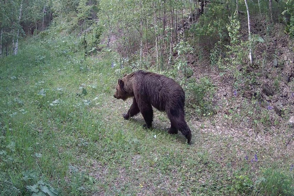 Плодящейся и размножающейся популяции просто тесно в тайге.
