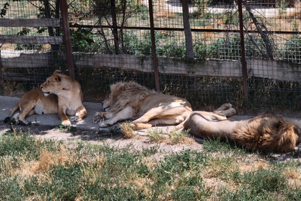 Львы не прощают ошибок. Сотрудники зоопарка не раз становились жертвами нападения хищников. Львы не прощают ошибок. Сотрудники зоопарка не раз становились жертвами нападения хищников.