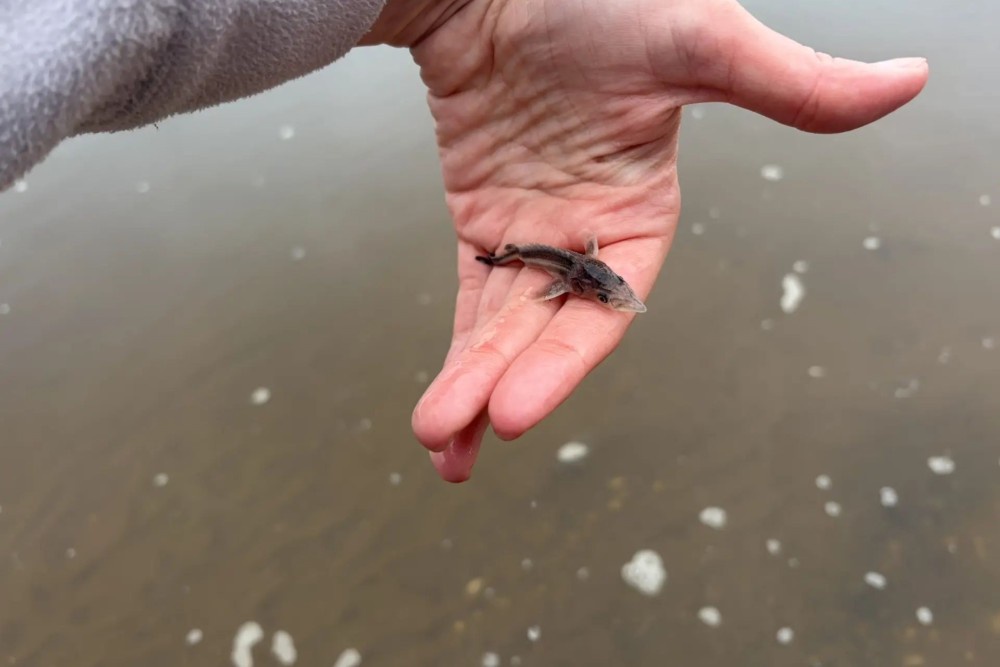 В Вятку выпустили 130 тысяч малька стерляди.