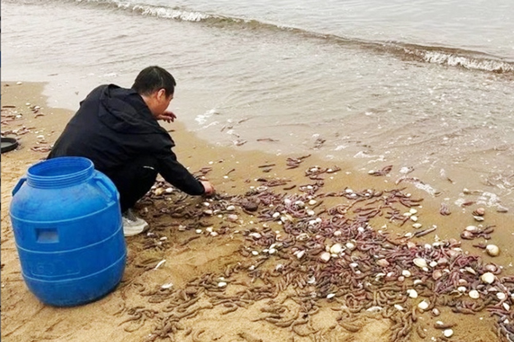 Мужчина собирает морских червей на пляже бухты Лазурная. 