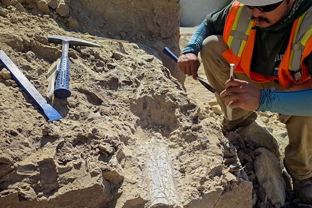 Доисторические останки обнаружили на глубине 3,5 метра. Доисторические останки обнаружили на глубине 3,5 метра.