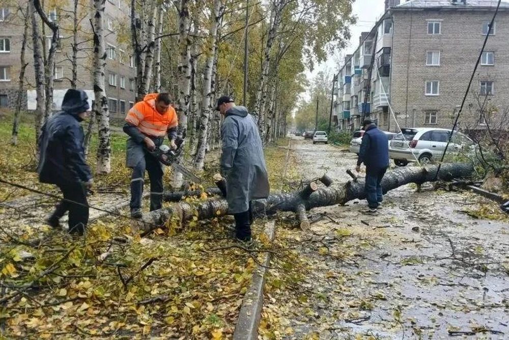 Сильный ветер повалил деревья.