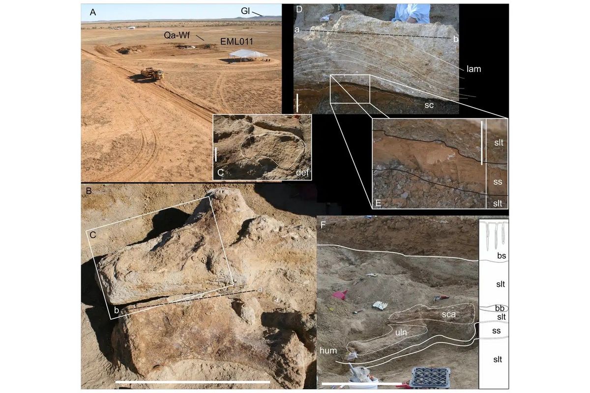 Место раскопок и ископаемые останки Australotitan cooperensis. 