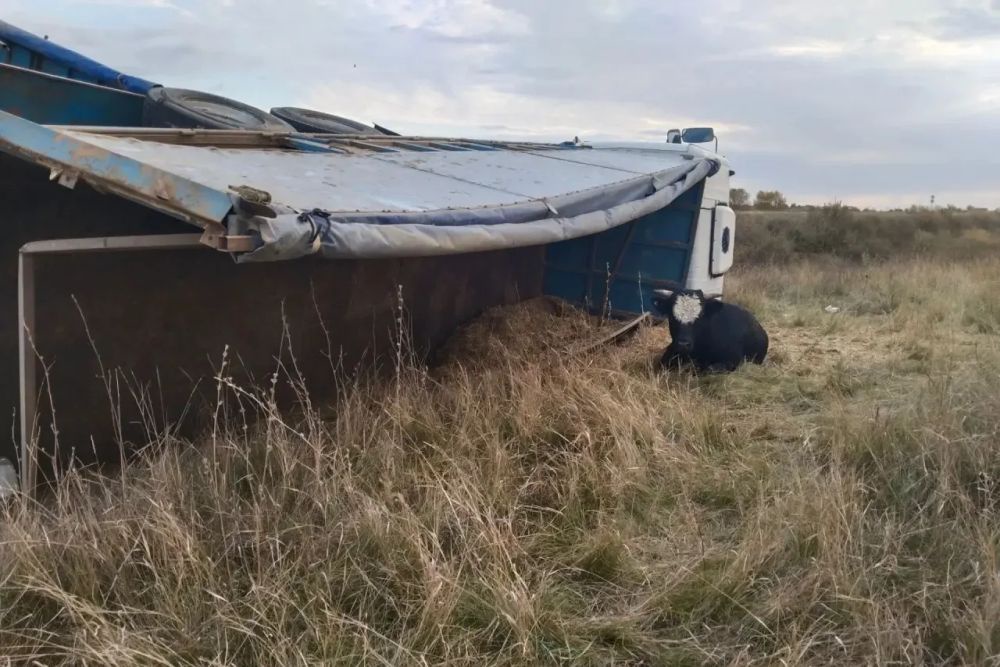 В ДТП часть животных получили травмы, а часть коров убежала. В ДТП часть животных получили травмы, а часть коров убежала.