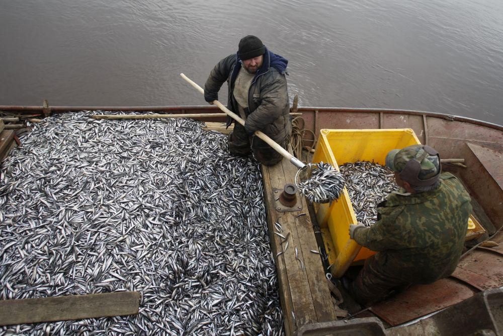 С начала года в Азовском и Черном морях российские рыбаки добыли 23 тысячи тонн рыбы. С начала года в Азовском и Черном морях российские рыбаки добыли 23 тысячи тонн рыбы.