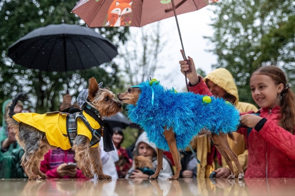 парад собак. обычные собаки во франции. греция парад собака. счастливая собака парад. парад собак москва.