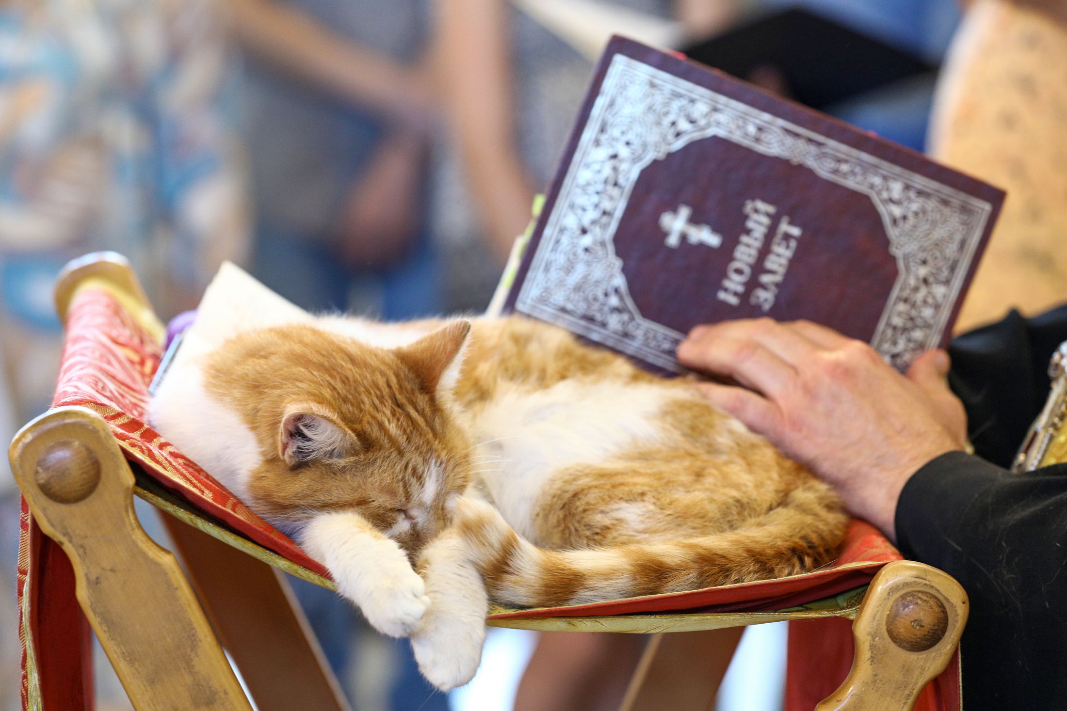 оратория сотворение мира гайдн. библейская теория креационизм. праздник онисим овчарник картинки ,?. религиозное животное. апис бог египта.